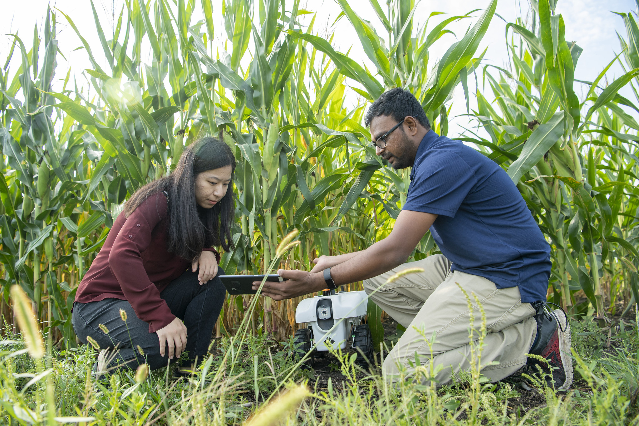 Students using a robot in corn field.