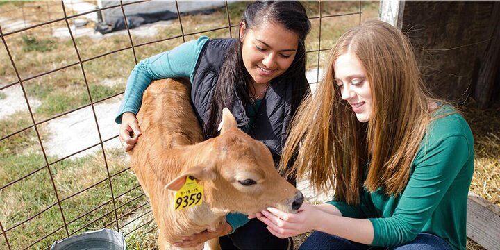 Students sitting with a calf