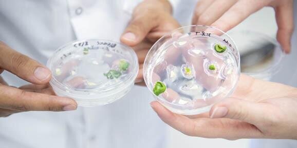 Hands holding petri dishes with soybeans growing in them