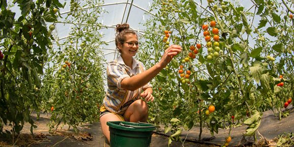 student harvesting tomatoes in a greenhouse