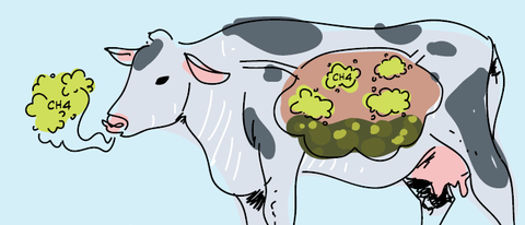 Drawing of a cow showing methane production in the rumen