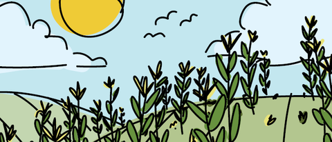 Drawing of corn field with a few small weeds 