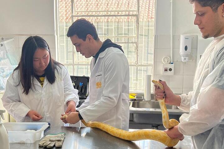 Students performing veterinary procedure on large yellow and white snake