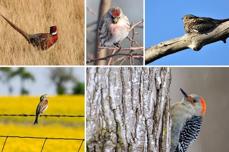 Compilation of five images showing birds in natural habitats