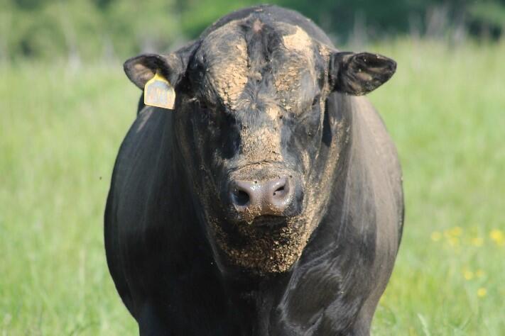 Common feed ingredient tested safe in bulls