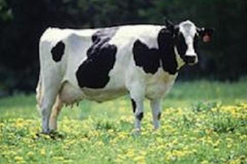 Female Holstein cow