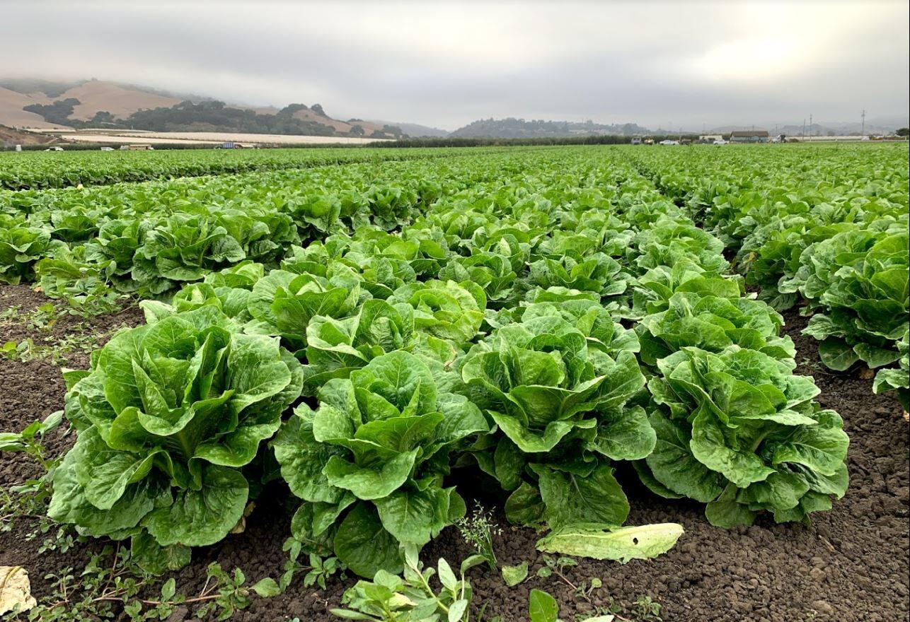 NIFA grant project aims to improve food safety testing for leafy greens