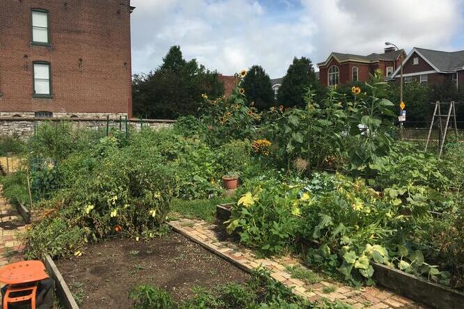 Community garden in St. Louis
