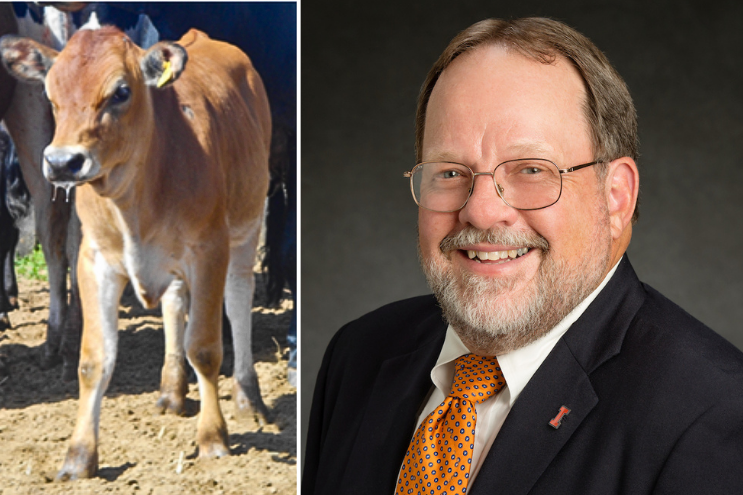 A small brown cow is pictured, along with a headshot of lead researcher Matt Wheeler.