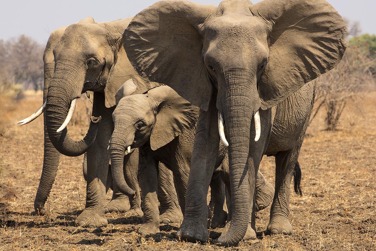 Online tool speeds response to elephant poaching by tracing ivory to source