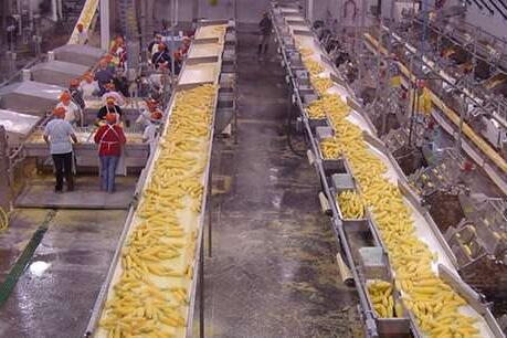 Sweet corn production facility.